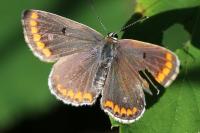 Aricia agestis