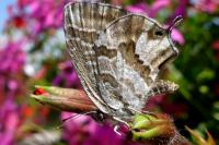 Cacyreus marshalli