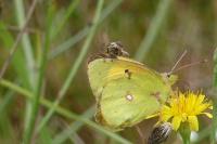 Colias crocea