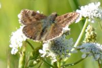 Erynnis tages
