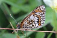 Melitaea parthenoides