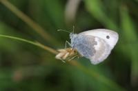 Coenonympha pamphilus