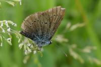 Cyaniris semiargus