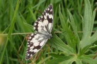 Melanargia galathea