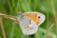 Coenonympha pamphilus