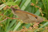 Maniola jurtina