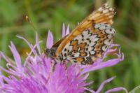 Melitaea cinxia