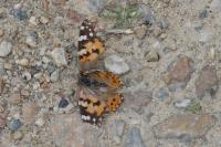 Vanessa cardui