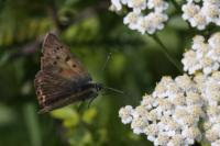 Lycaena tityrus