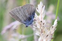 Cyaniris semiargus