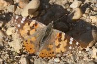 Vanessa cardui