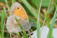 Coenonympha pamphilus