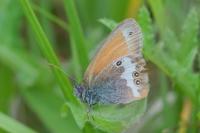 Coenonympha arcania