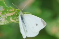 Pieris rapae