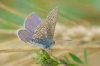 Polyommatus icarus