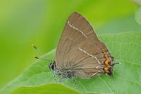 Satyrium w-album
