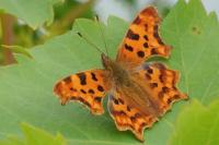 Polygonia c-album