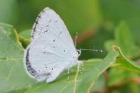 Celastrina argiolus