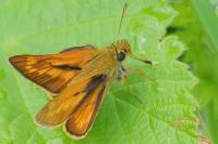 Ochlodes sylvanus