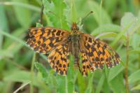 Boloria dia
