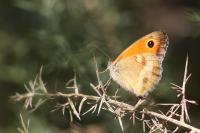 Pyronia tithonus