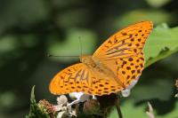 Argynnis paphia