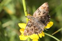 Carcharodus alceae