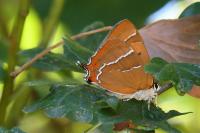 Thecla betulae