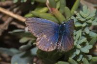 Plebejus argus