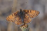 Melitaea cinxia