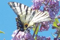 Iphiclides podalirius