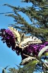 Papilio machaon