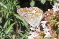 Aricia agestis