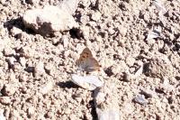 Lycaena phlaeas