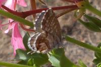Cacyreus marshalli