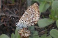 Polyommatus icarus