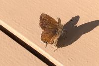 Cacyreus marshalli