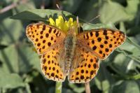 Issoria lathonia