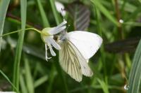 Pieris napi