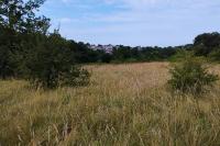 Spialia sertorius