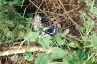 Limenitis reducta