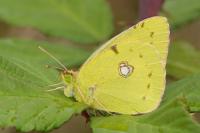 Colias crocea