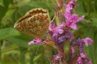 Aricia agestis