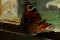 Aglais io