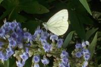 Pieris napi