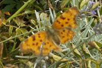 Polygonia c-album
