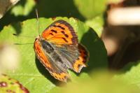 Lycaena phlaeas