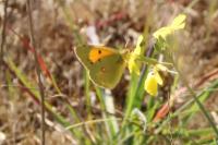 Colias crocea