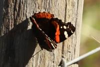 Vanessa atalanta