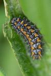 Melitaea didyma